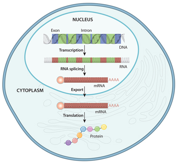 gene expression pathways