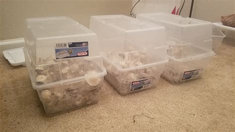 mushroom cultivation shoebox