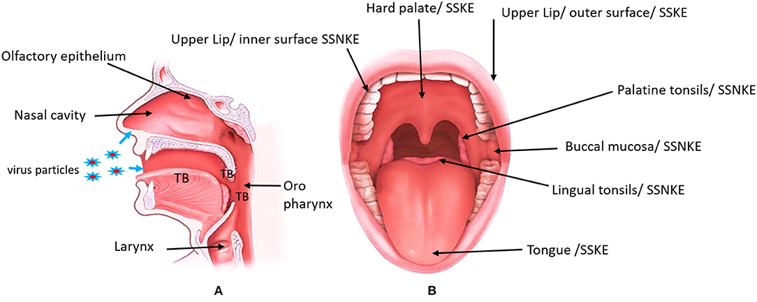 oral cavity, saliva, dental care