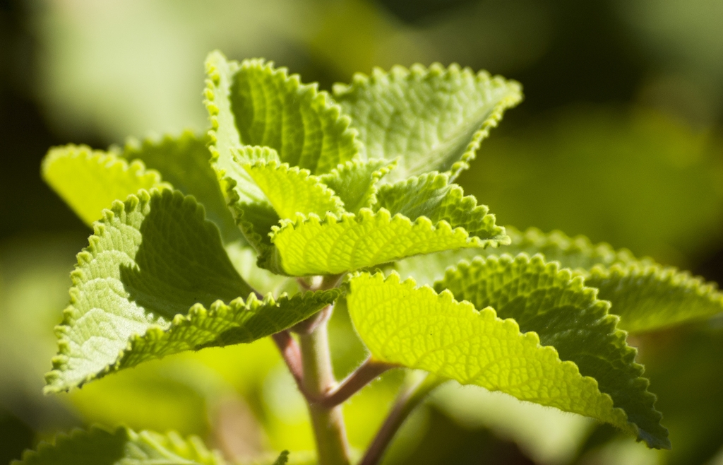close up photo of oregano plants