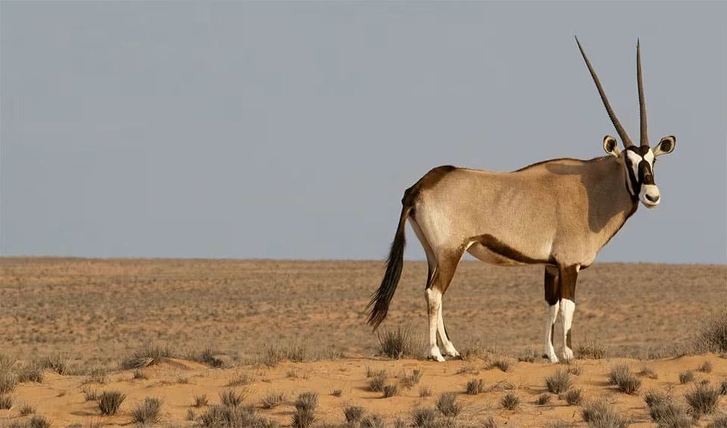 east african oryx savanna landscape