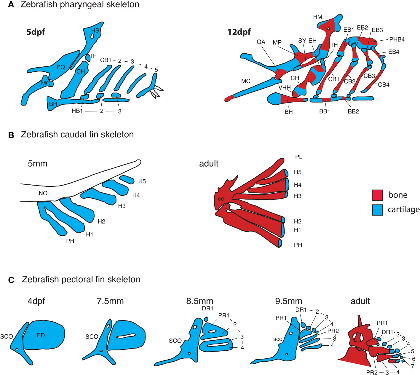 zebrafish bone development