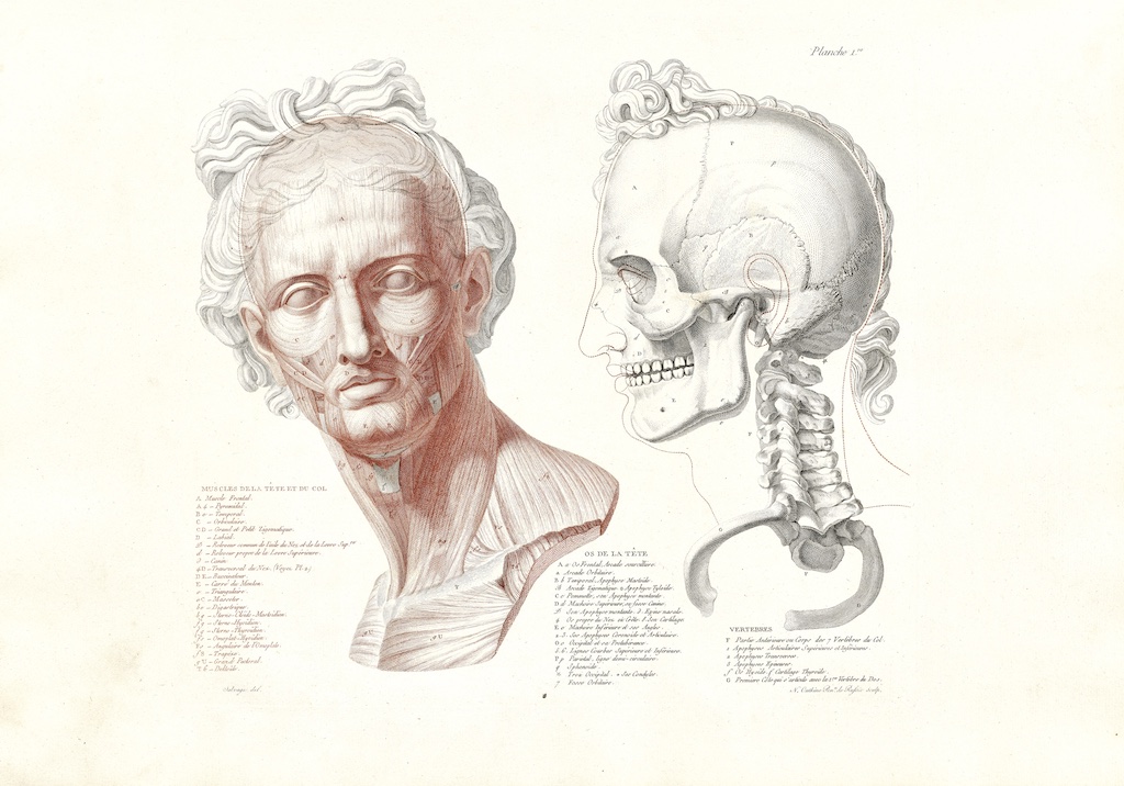bone structure illustrations