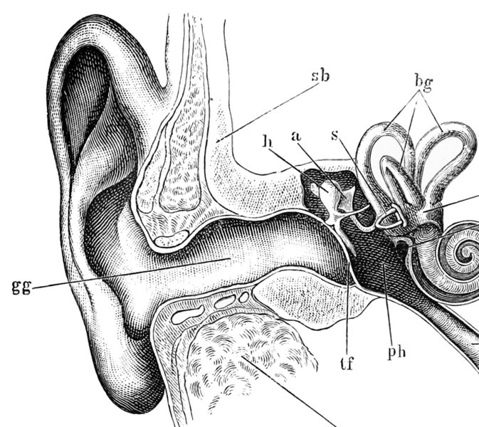 otic-lichen-planus-guide-u8cafoho