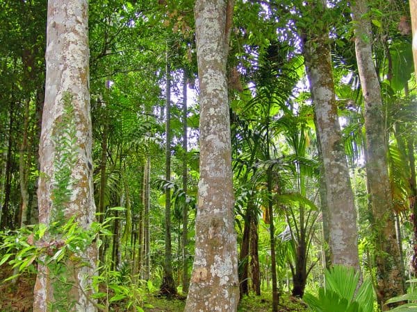 exotic forest aquilaria trees