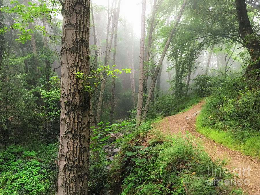 landscape pathway through forest