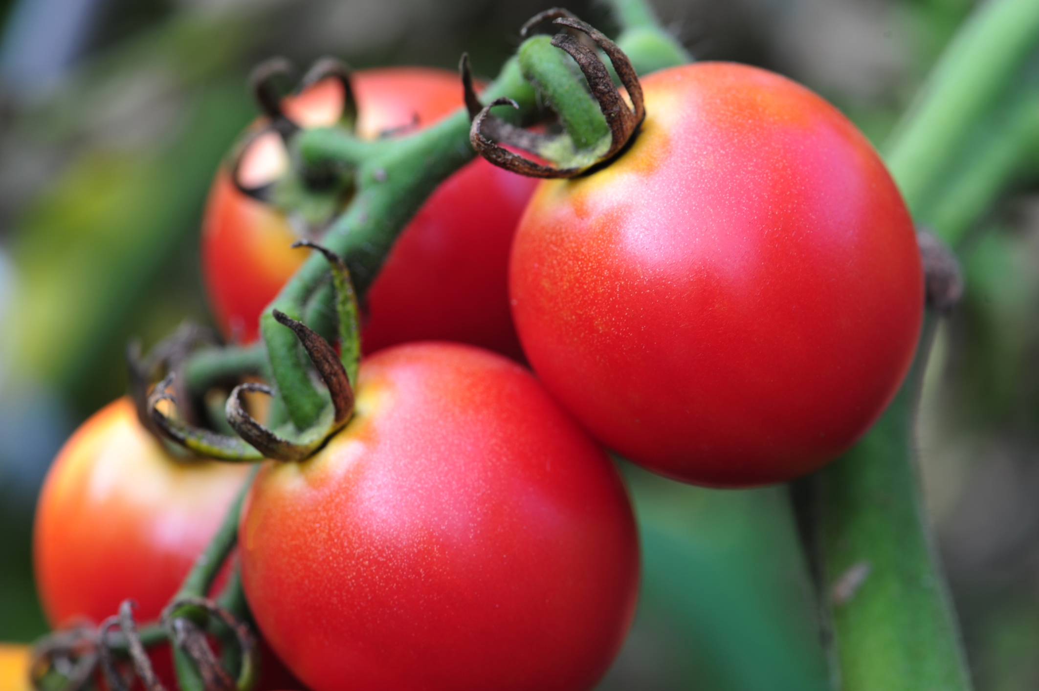 oxalic acid agriculture