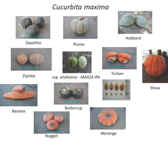cucurbitaceae plants natural laboratory