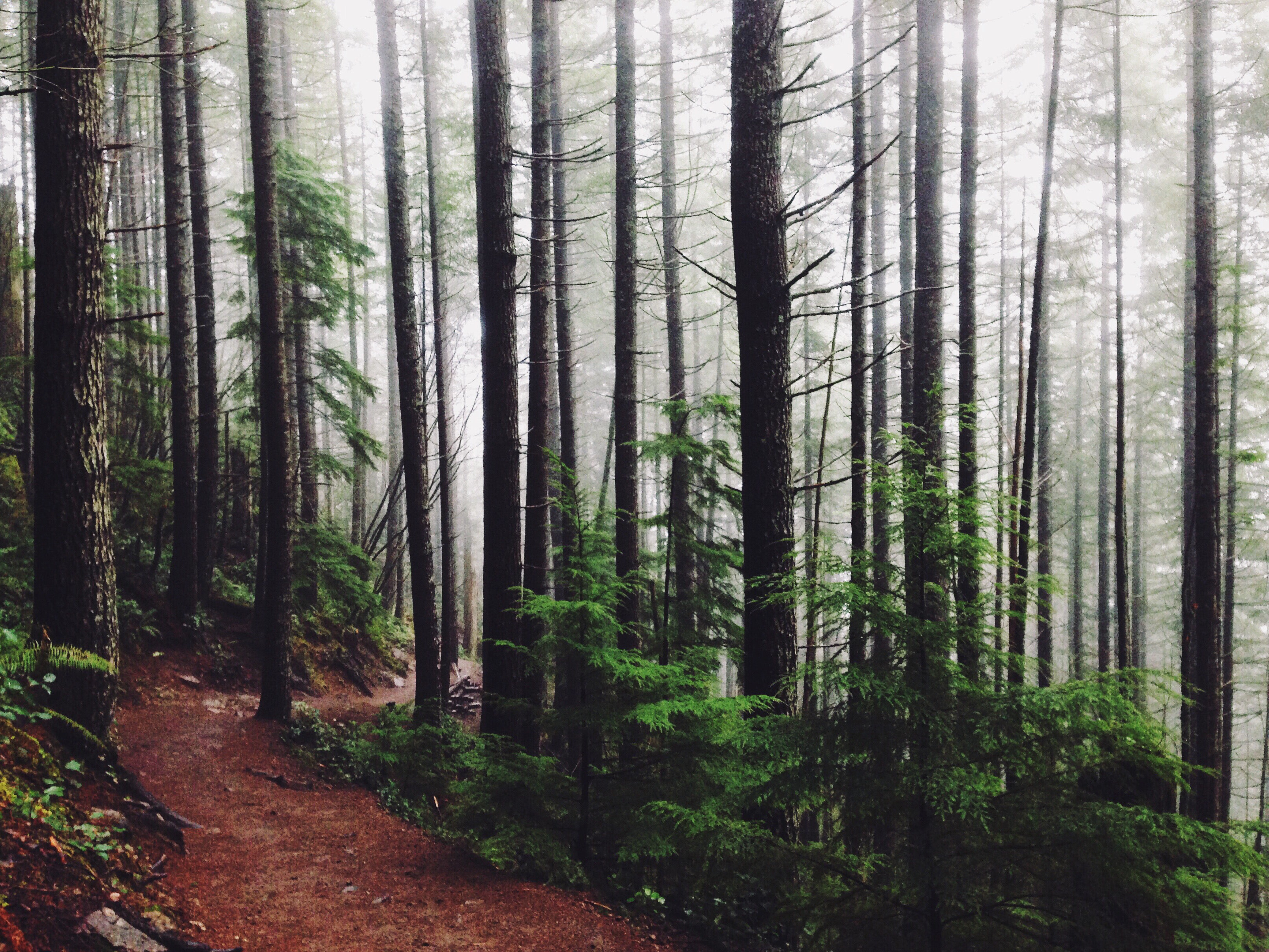forest path rocky terrain