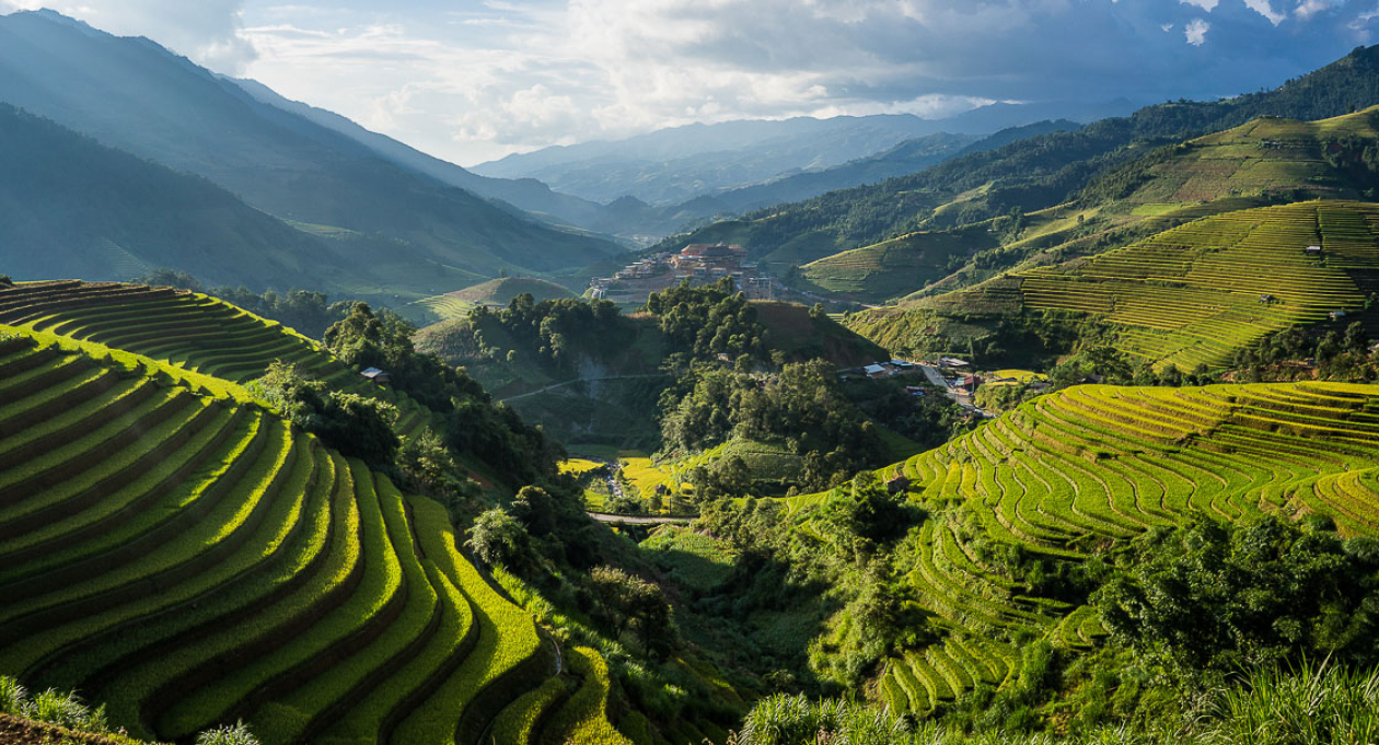 rice field scenery