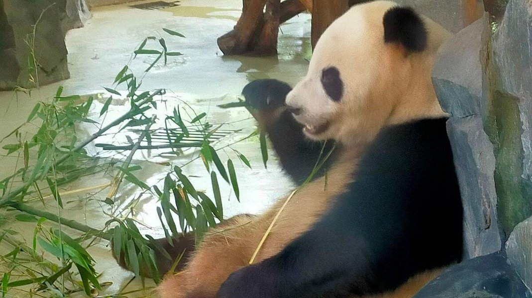 panda-diplomacy-strategy-analysis-qknfhg2g