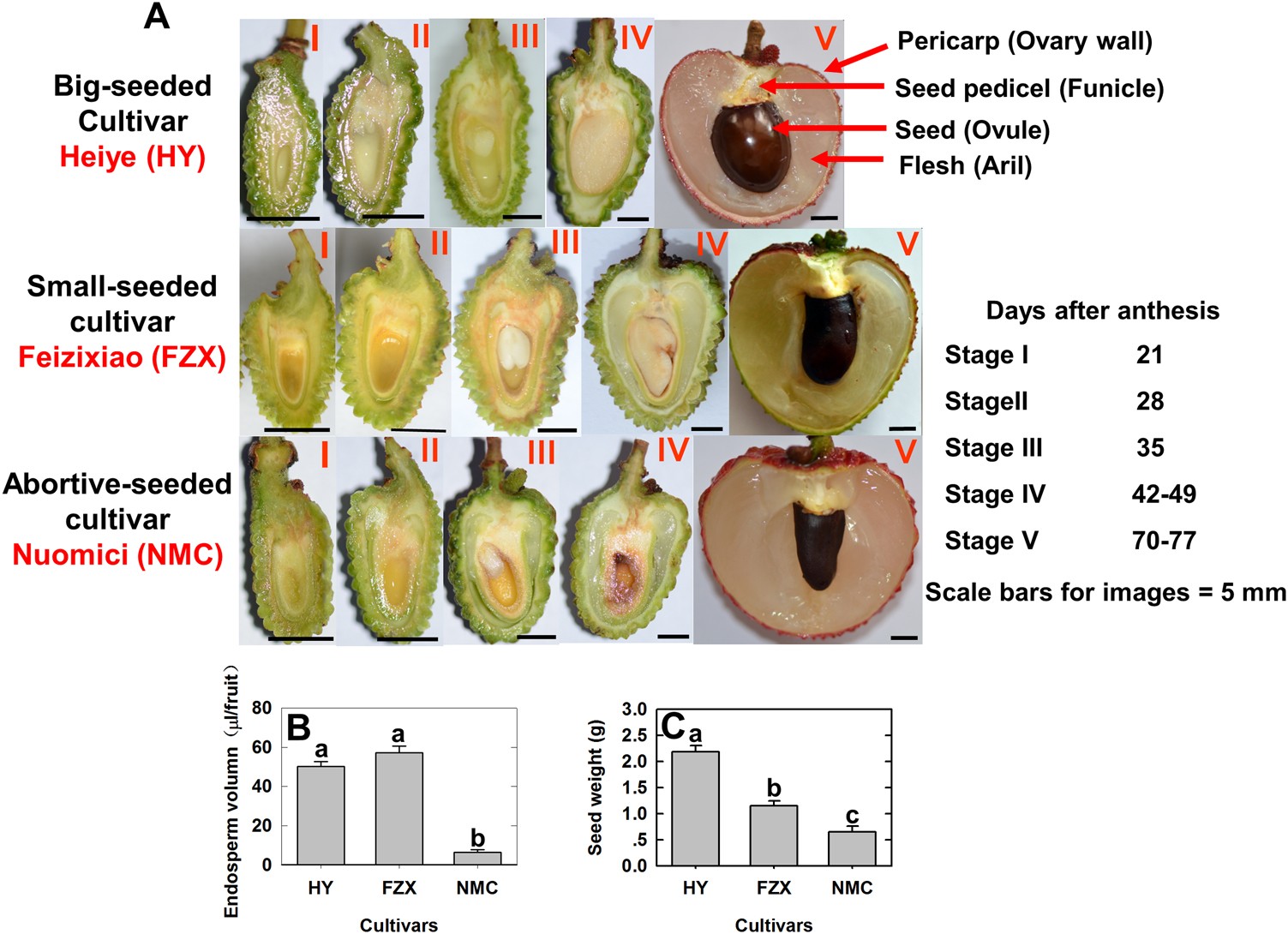 tropical fruit seeds laboratory analysis