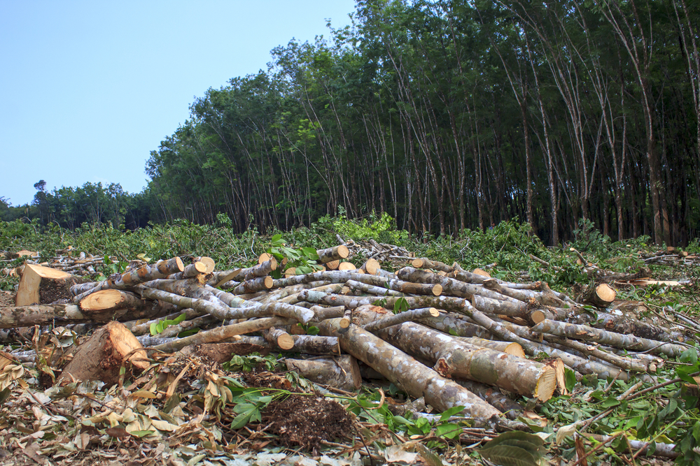 forest logging paper production