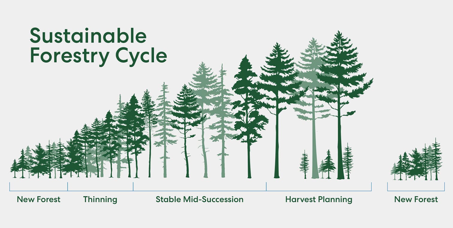 forest harvested timber sustainable alternatives