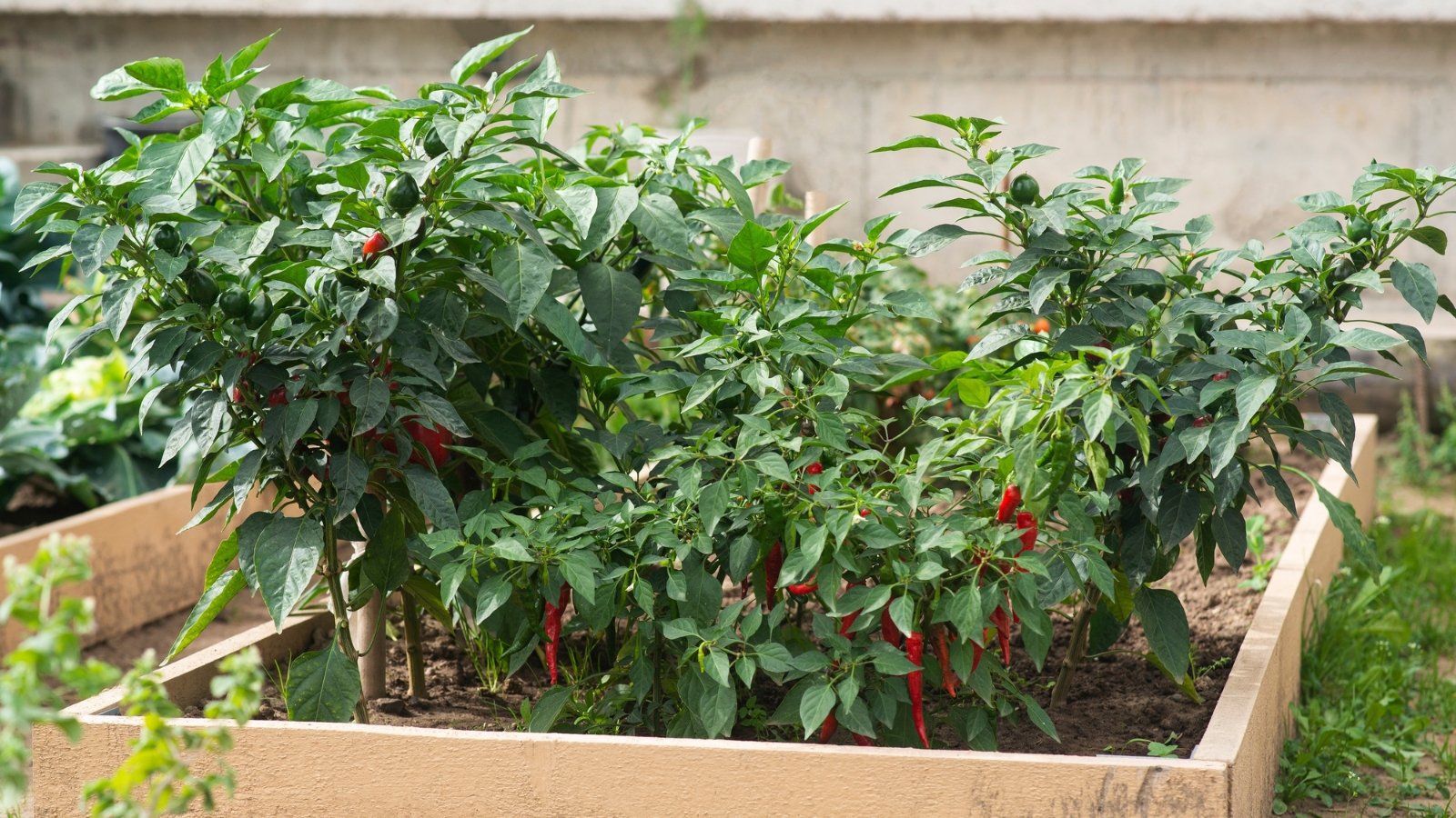 vibrant paprika plants garden