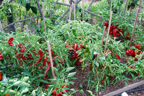 pepper plants in garden