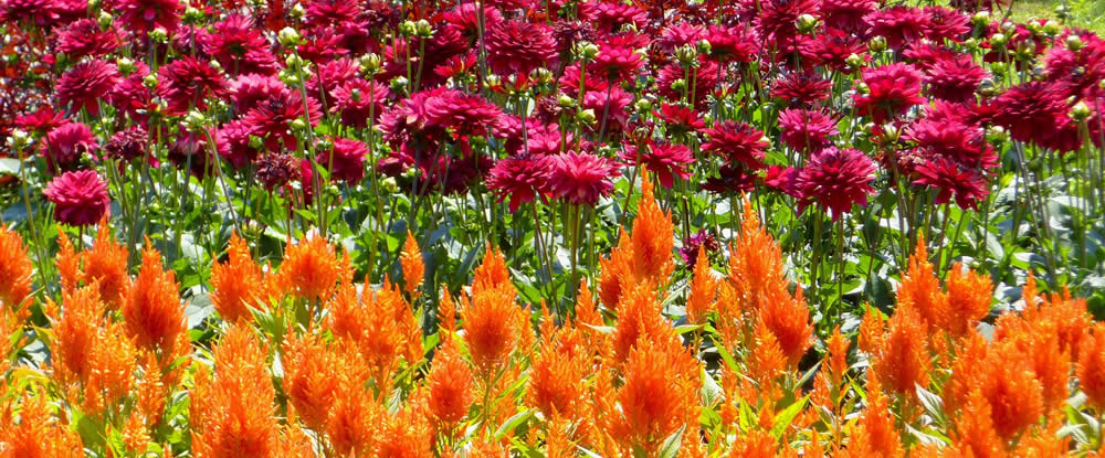 colorful paprika garden landscape