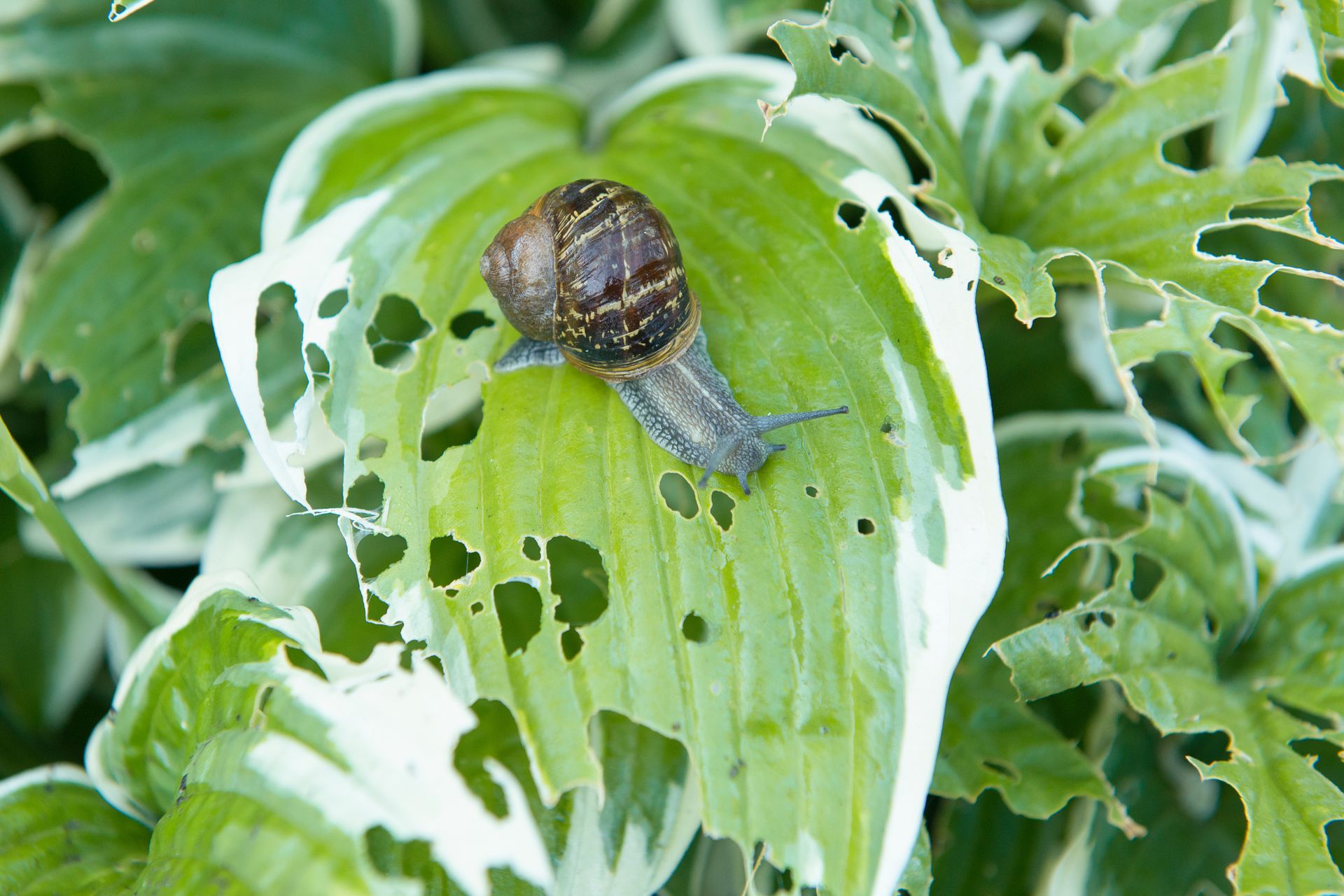 mosquito and snail in natural habitat
