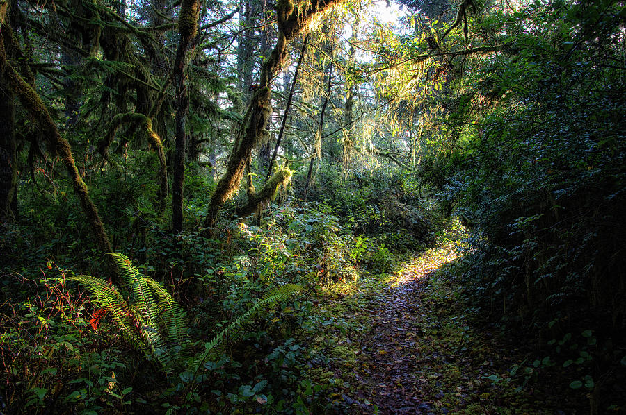 sunlit forest pathway