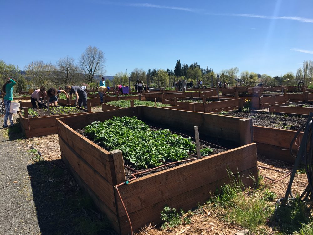 sustainable community garden outdoor learning