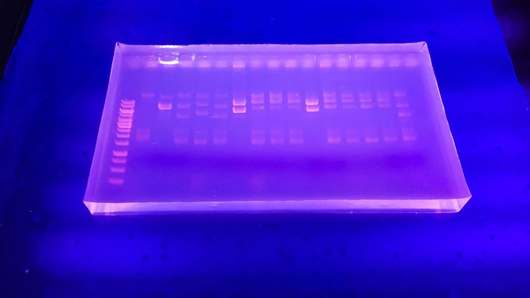 Gel de Electroforesis de Agarosa con Bandas de ADN