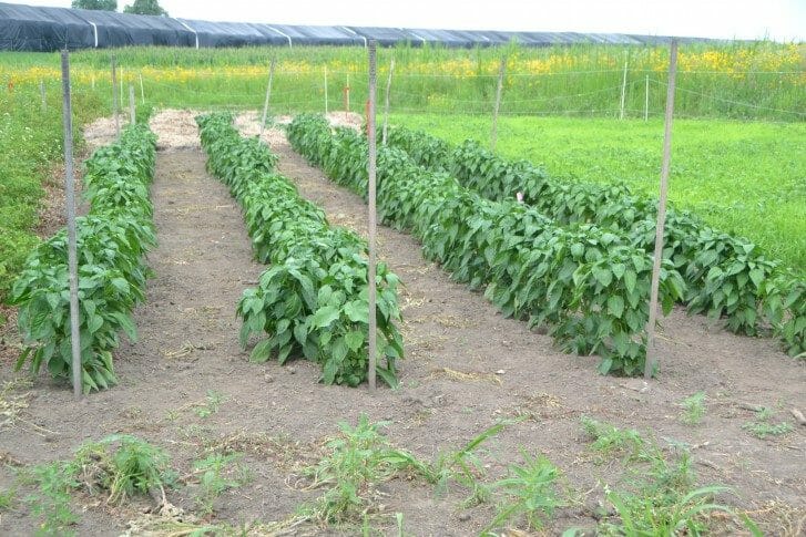 pepper plants in a field