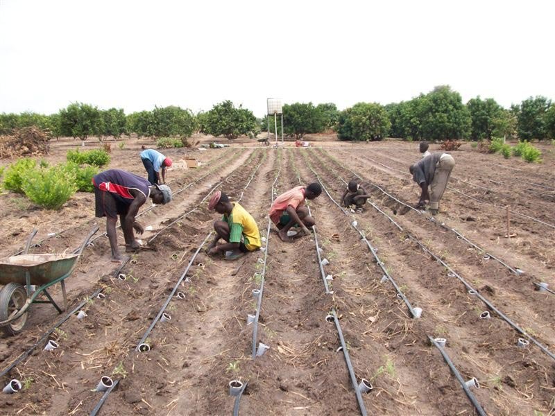 Verger de citronniers au Sénégal