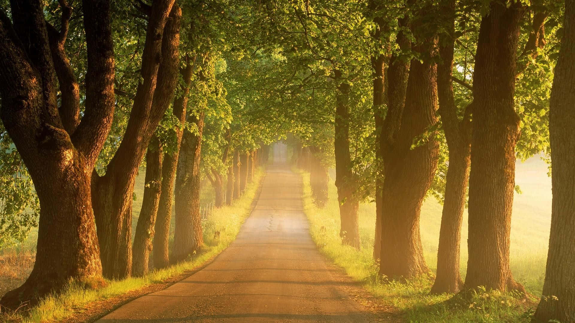 scenic nature pathway
