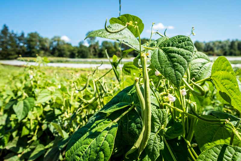 beans field detailed closeup