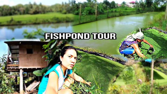 Philippine fish pond with Azolla, sweet potato leaves and moringa trees