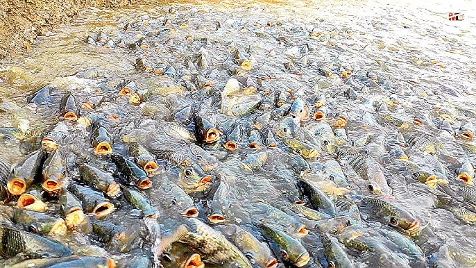 Philippines aquaculture farm tilapia feeding