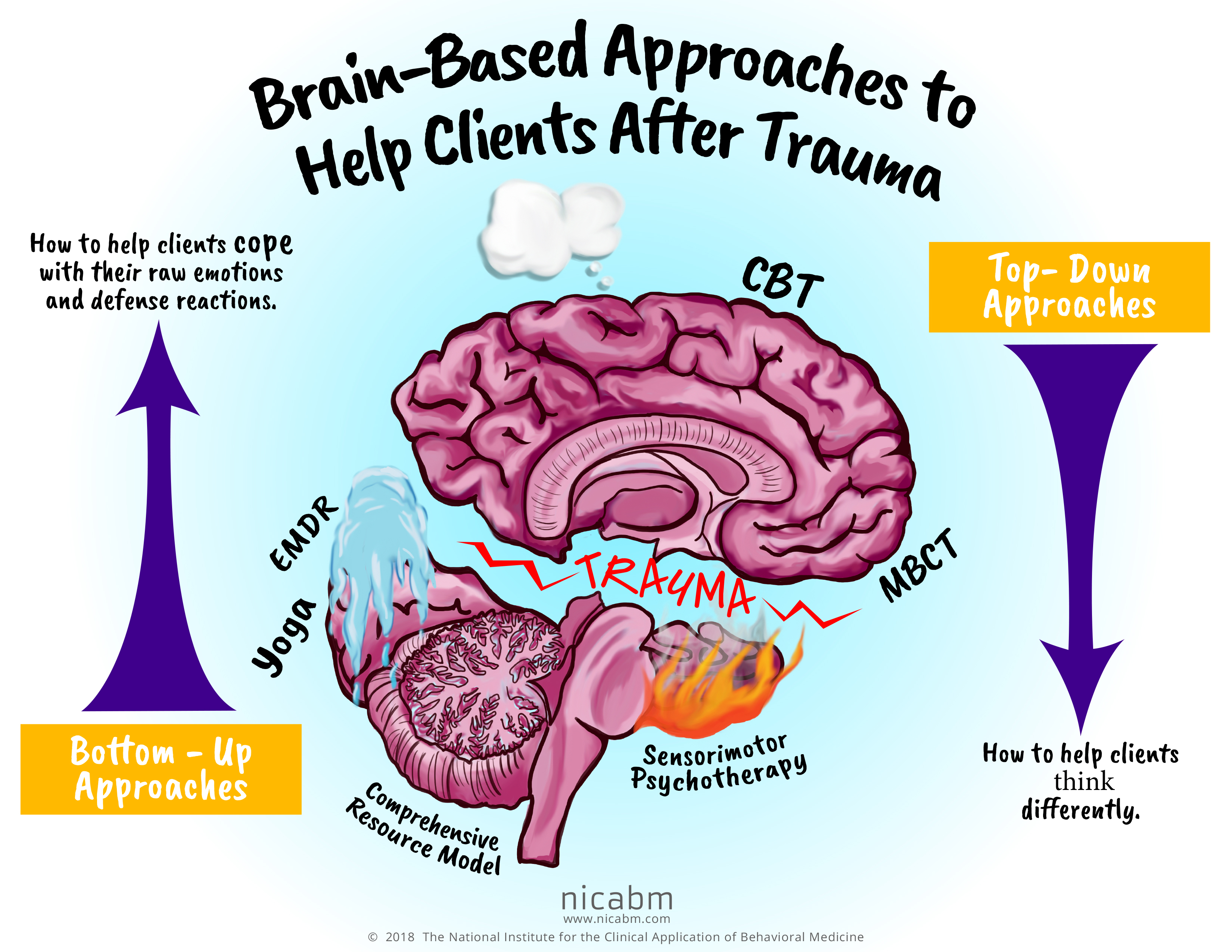 brain anatomy and therapy session