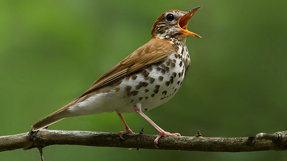bird singing natural scenery