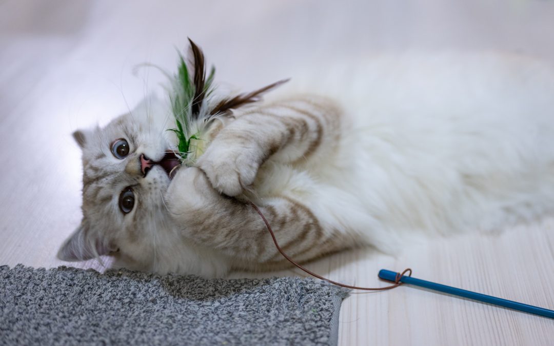 cat playing with toys indoor environment