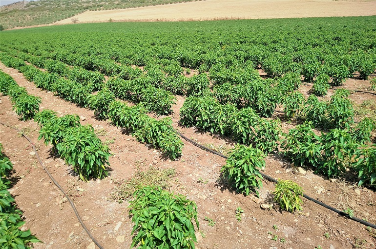 pepper plant field harvest