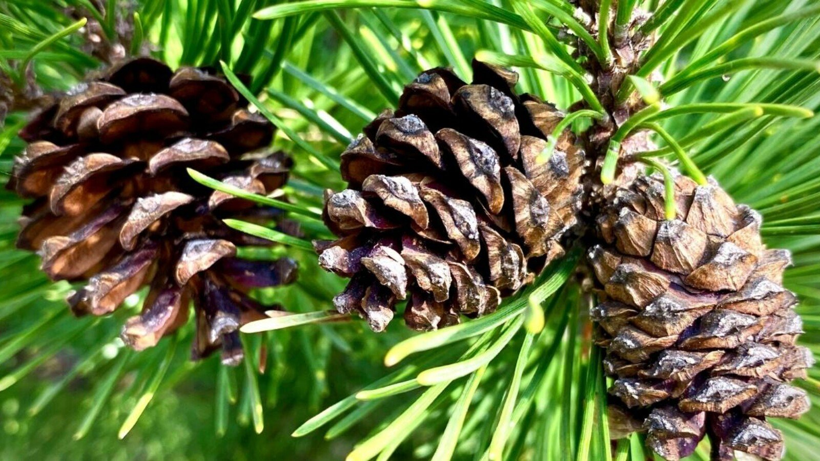 pine bark tree, natural forest landscape, pine cones, detailed bark texture