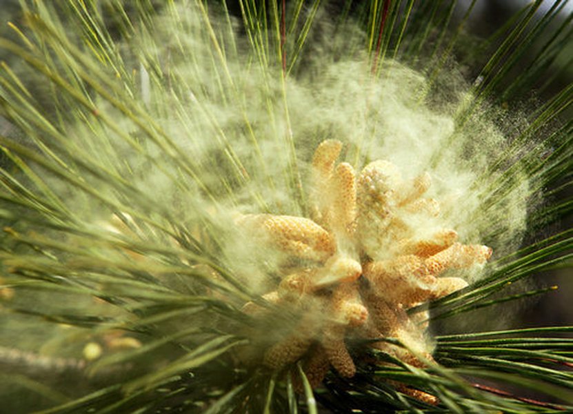 pine tree pollen outdoors
