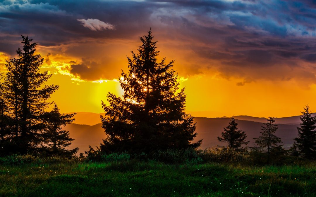 pine trees landscape Texas