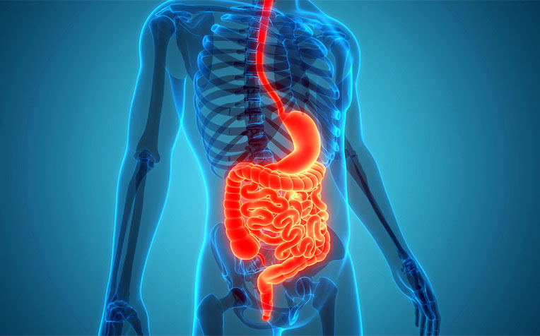 stomach digestive health