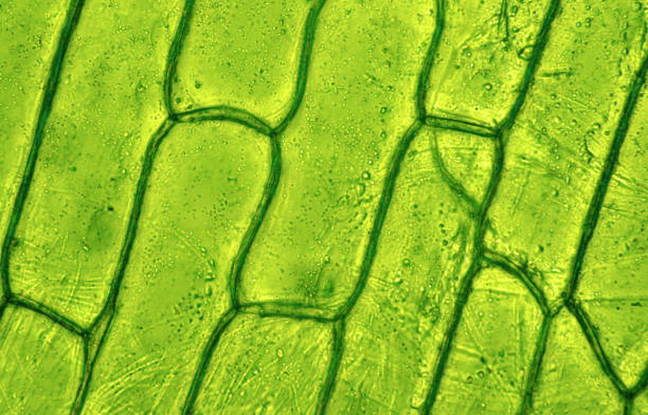 plant-cell-wall-breaking-methods-comparison-driunfa9