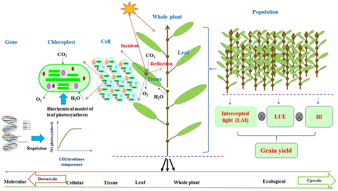 plant field simulation and genetic visualization