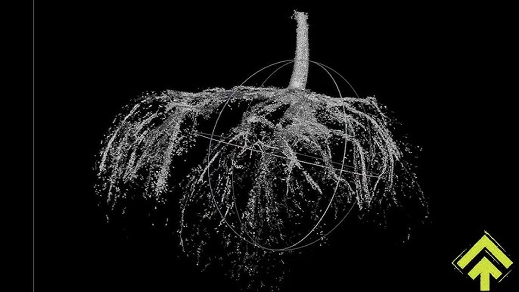 Ithy - 隠された根の世界を探る:植物根系の3D可視化技術の全貌