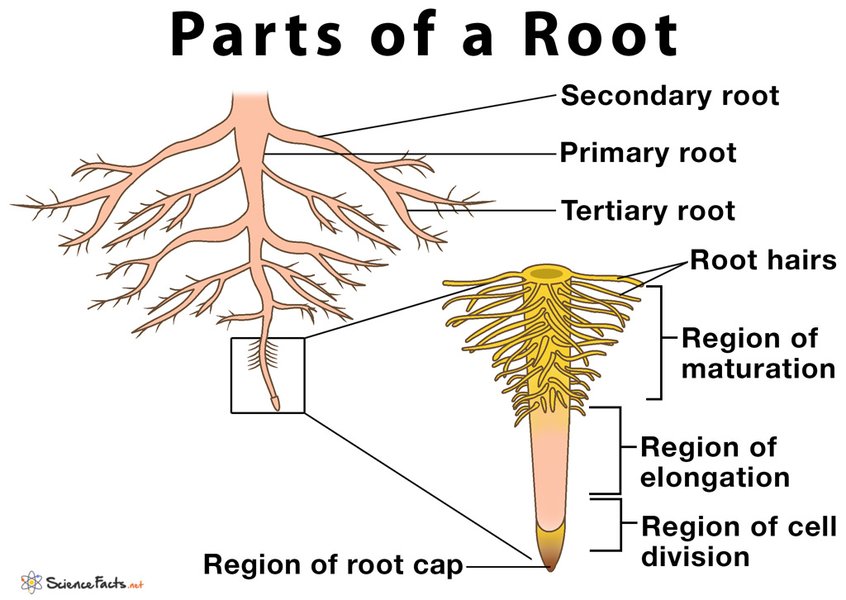plant-root-3d-visualization-techniques-1mg20665