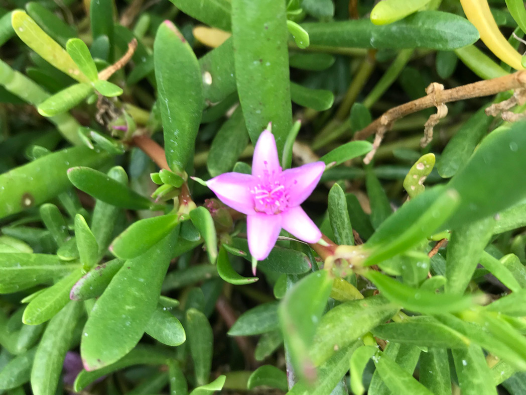 sea purslane coastal