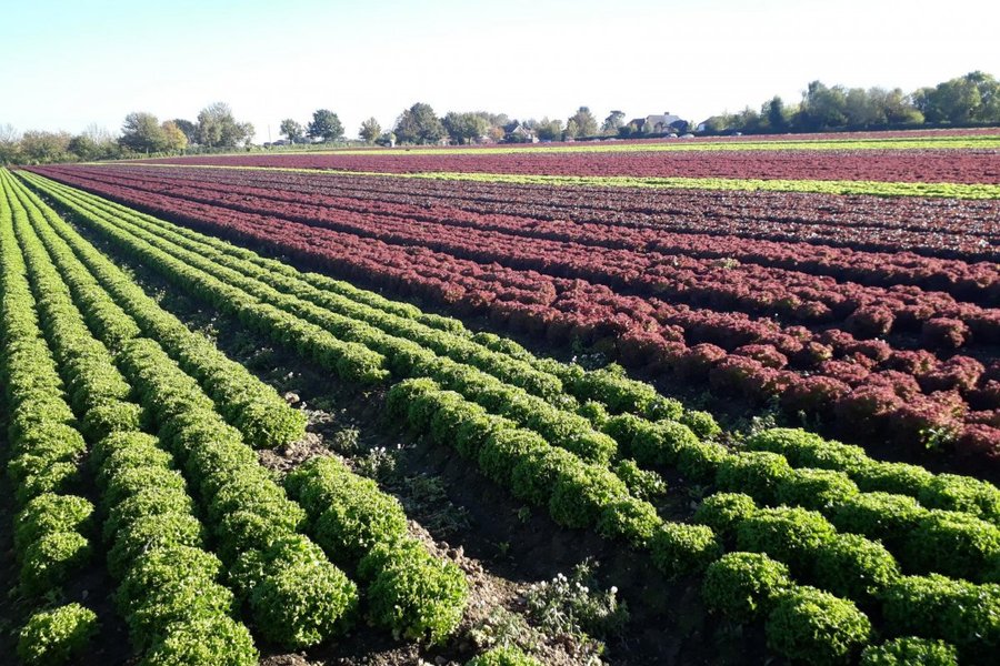 green plants agriculture field