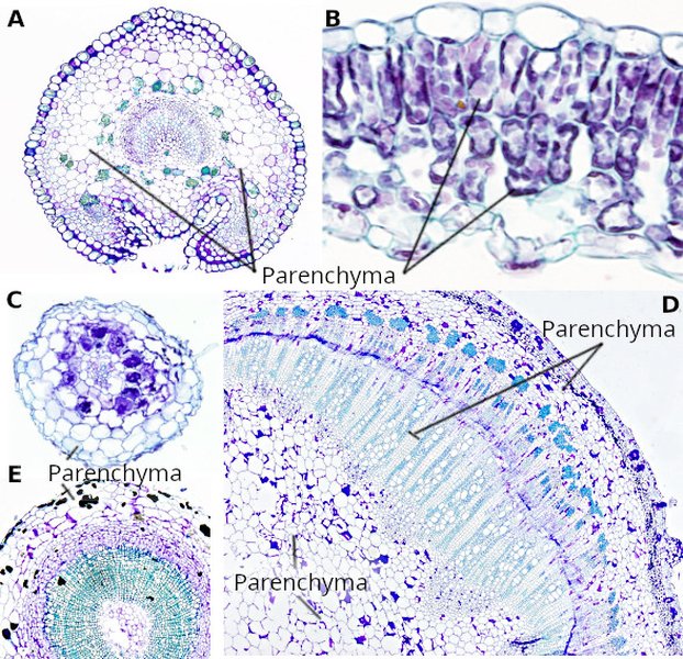 ภาพแสดงเนื้อเยื่อพาเรนไคมา
