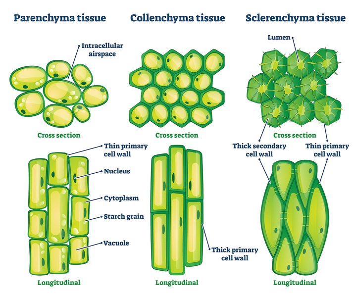 plant-tissue-mind-map-bk2bfmbt