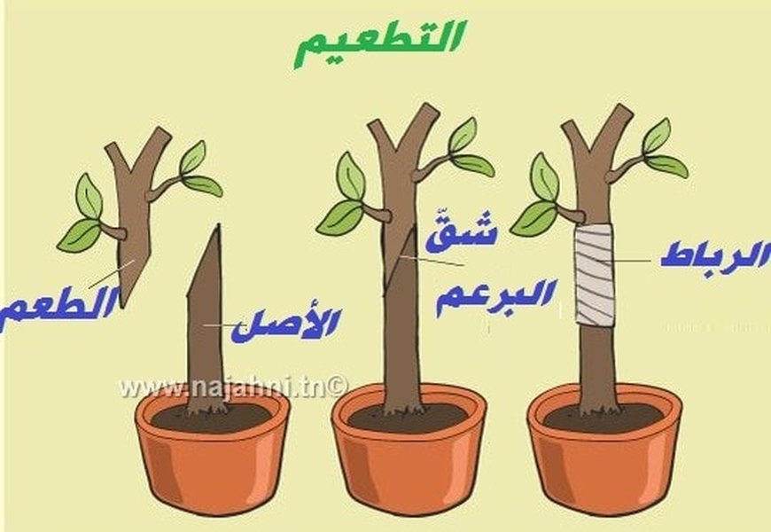 plant-vegetative-propagation-guide-rbvsoh1d