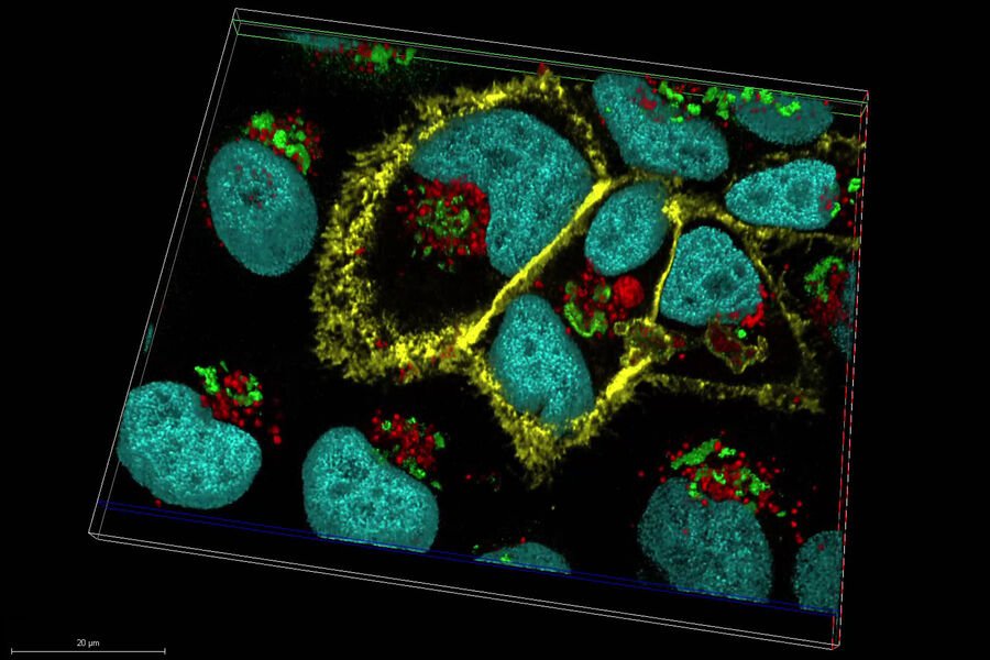 Visualización del aparato de Golgi en una célula mediante microscopía