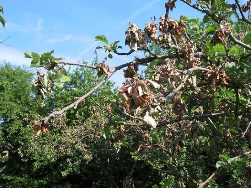 plum-fertilization-sandy-soil-915t8boe